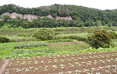 秋田県産黒ささげ(てんこ小豆) の畑