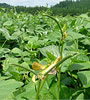 秋田県産赤ささげの花