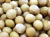 北海道産大豆（ほっかいどうさんだいず）　豆の種類