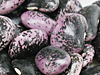 紫花豆（むらさきはなまめ）