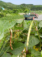 秋田県産赤ささげの花