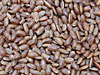 赤米（あかまい）　豆の種類