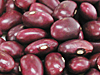 大正金時豆（たいしょうきんときまめ）　豆の種類